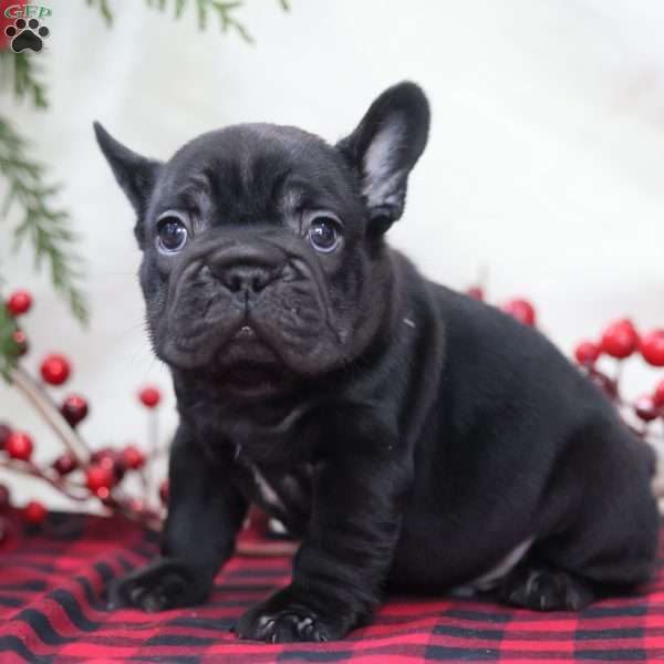 Mocha, French Bulldog Puppy